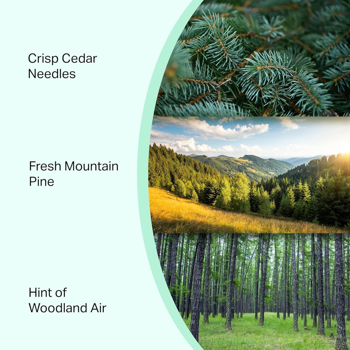 Pine Candle Large Volcano Jar -19oz 4"x5" Giant Candle with Wooden Wick, Gold Leaf Foil Gift Box & Highly Protective Shipping Box - Spotless Leopard